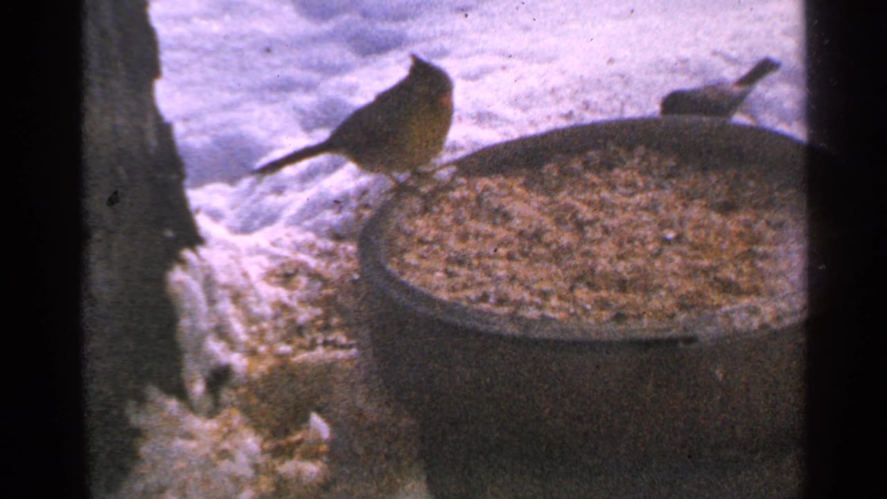 A female cardinal stands on the feeder rim in snowy 1965 Minnesota home-movie footage, with a smaller bird in the background.
