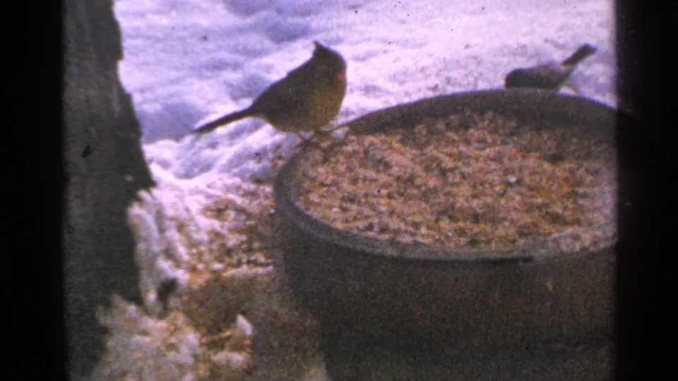 A female cardinal stands on the feeder rim in snowy 1965 Minnesota home-movie footage, with a smaller bird in the background.