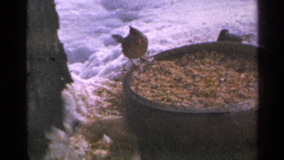 Soft 8mm frame of a female cardinal on a seed feeder in winter snow, with another bird partly visible behind it.