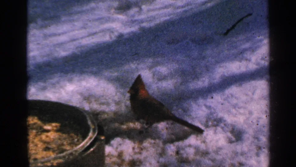 1965 Minnesota close view of a male cardinal on snow near a dark bird-feeder tray with seed, filmed in soft 8mm color.