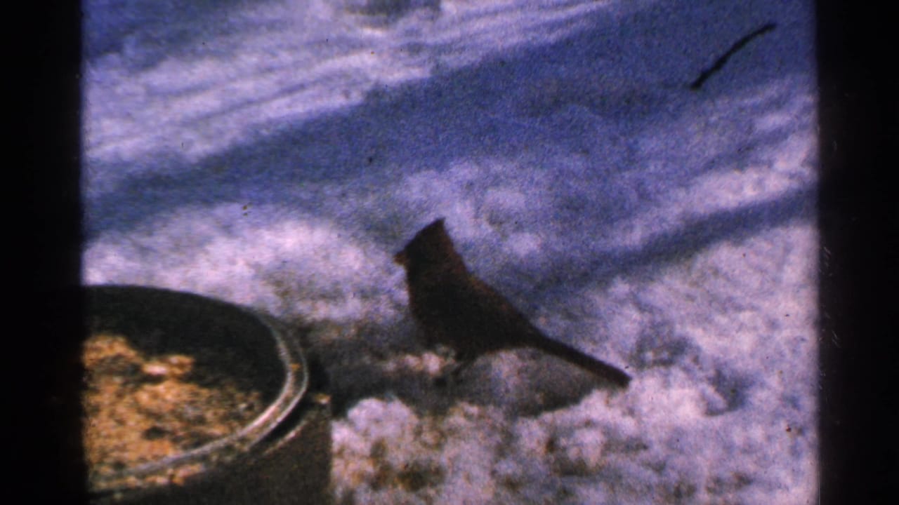 Red cardinal stands in snow beside a round feeder dish with scattered seed.