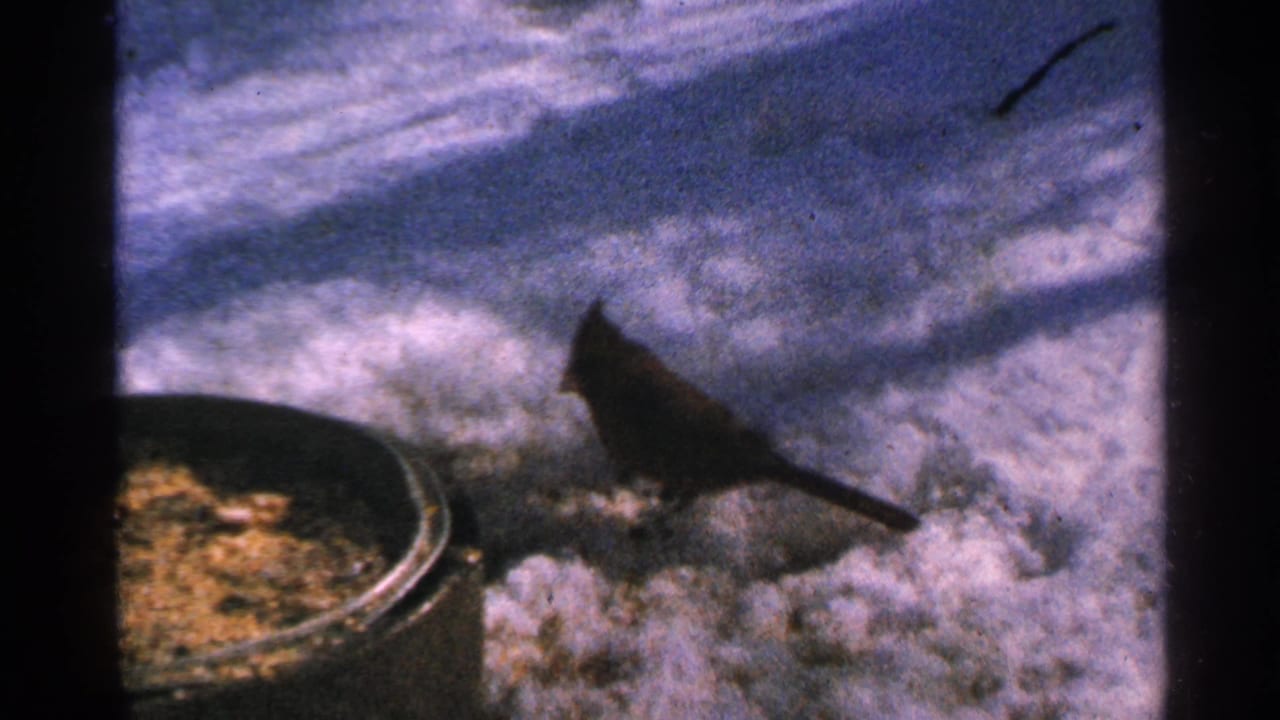 The cardinal is shown close to the feeder dish, its dark red body contrasting with the snowy Minnesota yard.