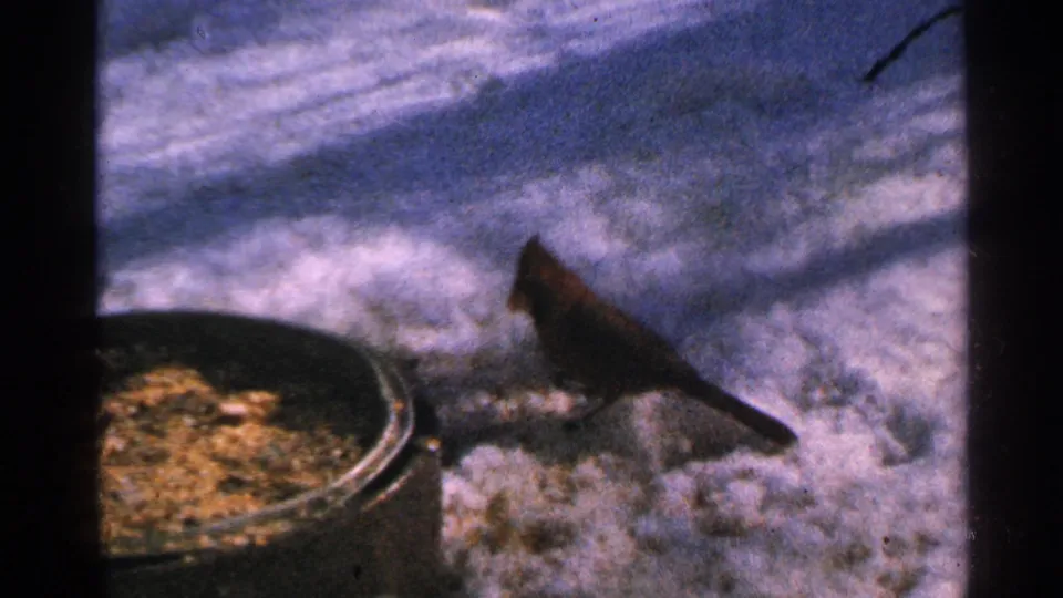 A cardinal lowers its head toward seed on the snow beside a round feeder dish in the winter yard.