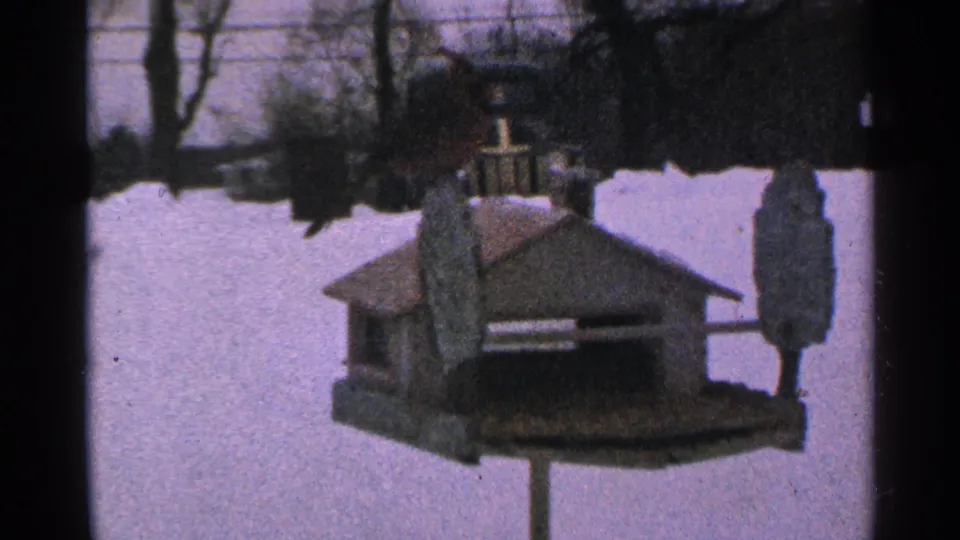 A small wooden birdhouse or feeder appears in the snowy Minnesota yard, with bare winter trees in the background.