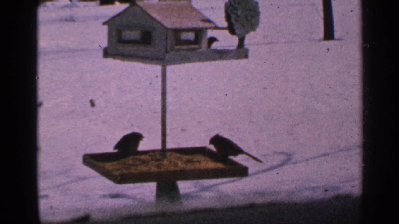 Two small birds perch on a feeder tray with snow in the background.