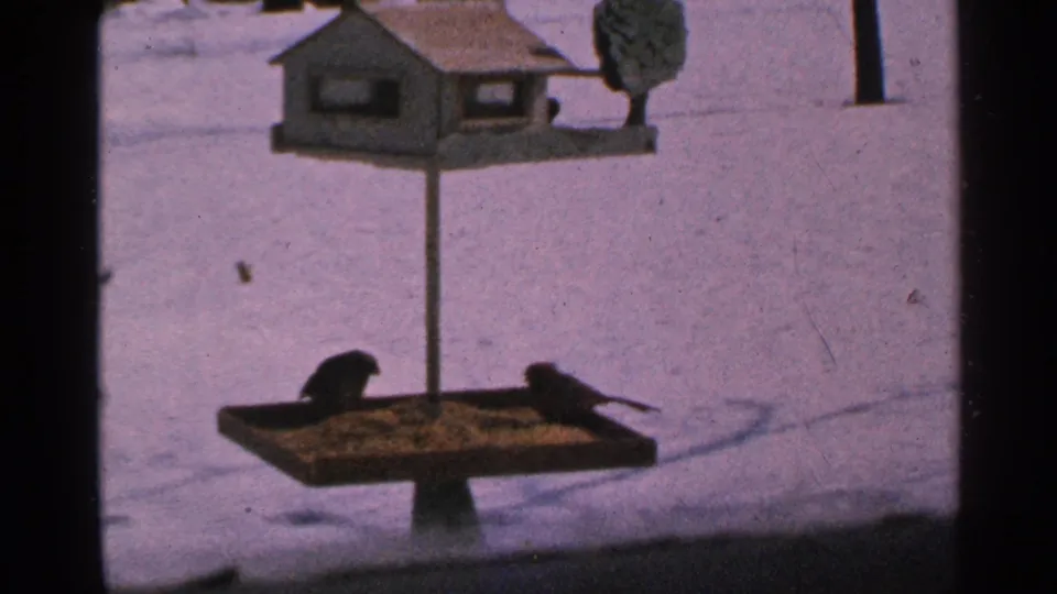 1965 Minnesota home-movie frame showing two birds on a yellow feeder tray, with snow filling the background.
