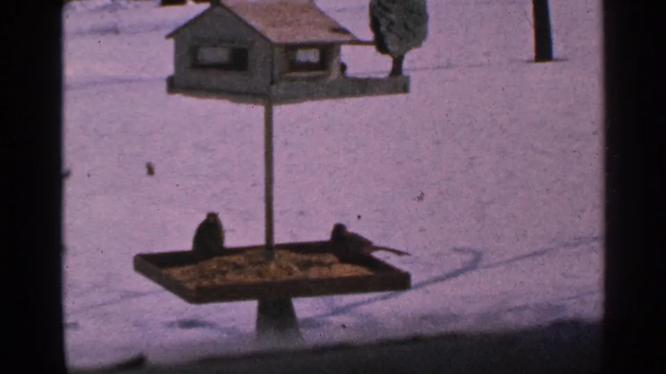 1965 Minnesota 8mm frame of two birds separated on the feeder tray below a yellow house-shaped top.