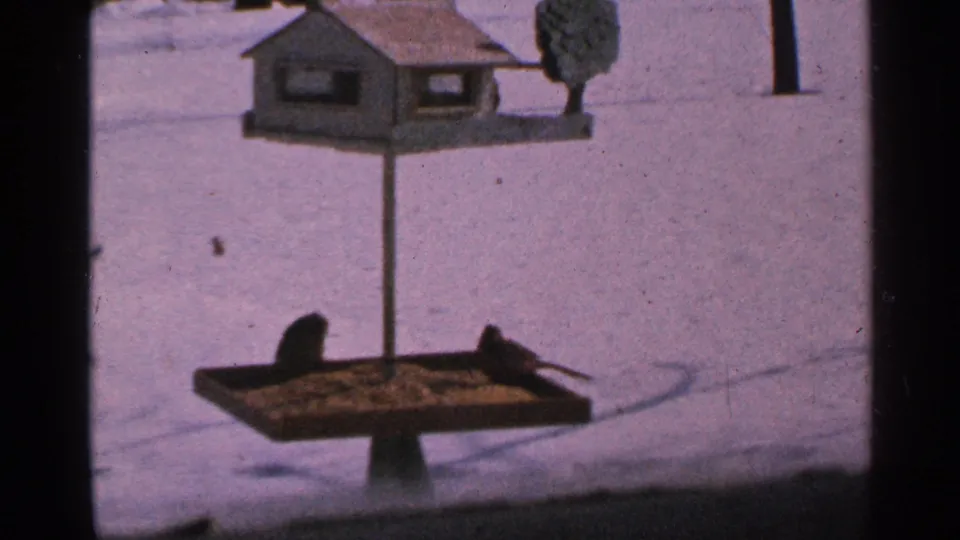 1965 Minnesota 8mm frame showing two dark birds on a seed tray beneath a wooden birdhouse in a snowy yard.