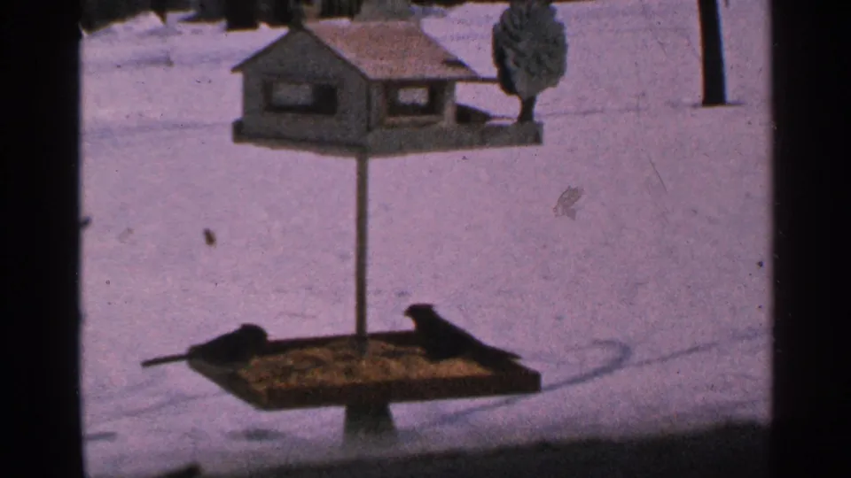 Two dark birds face across a lower tray feeder below a birdhouse, with snow filling the Minnesota backyard frame.