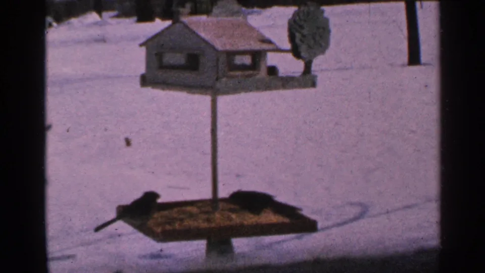 A dark bird perches at the left edge of the feeder while another feeds on the right beneath a wooden birdhouse in snow.
