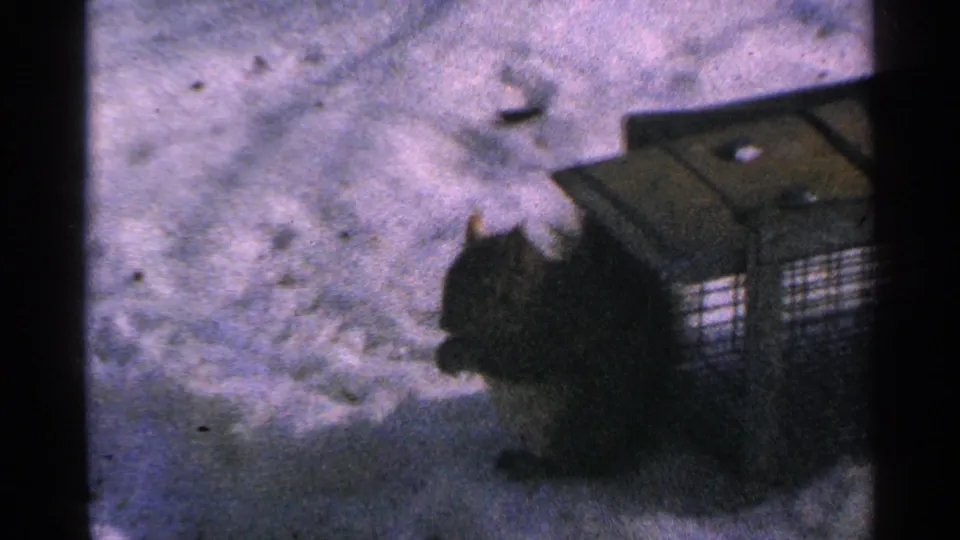 A squirrel appears beside a small wire cage or trap in the snowy Minnesota yard, with soft 8mm color and grain.