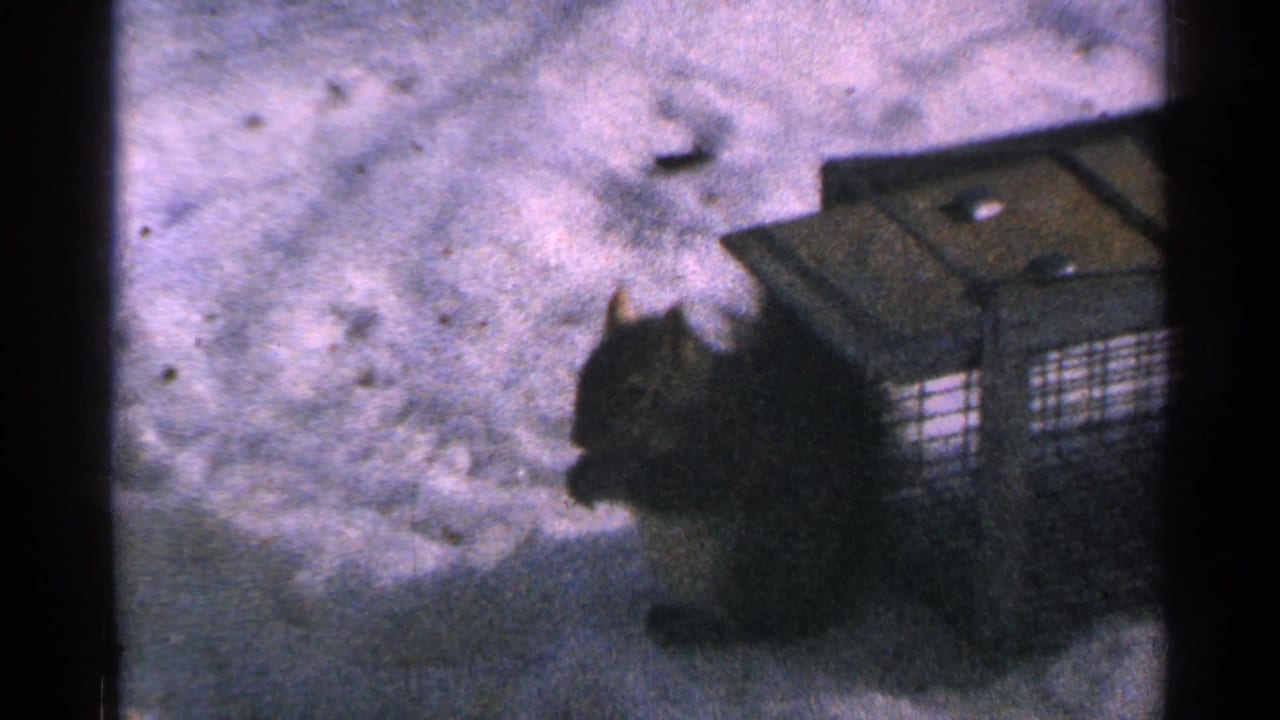 1965 Minnesota 8mm frame showing a dark squirrel near a wire cage or feeder in a snow-covered yard.