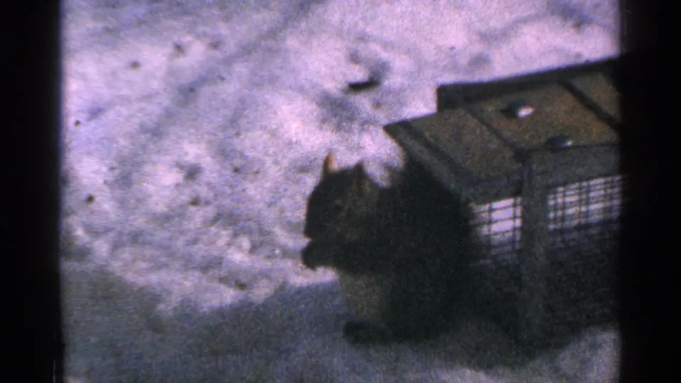 1965 Minnesota 8mm frame showing a dark squirrel near a wire cage or feeder in a snow-covered yard.