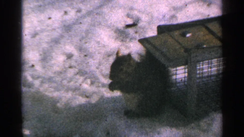 A dark squirrel remains close to a wire cage or feeder on snowy ground in vintage 8mm Minnesota footage.