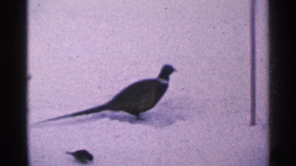 A pheasant with a long tail walks across snow in a 1965 Minnesota home-movie frame.