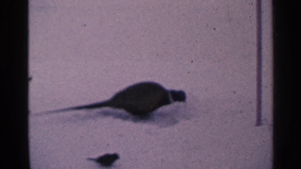 A pheasant stands low to the snow, its long tail stretched behind, in 1965 Minnesota 8mm footage.