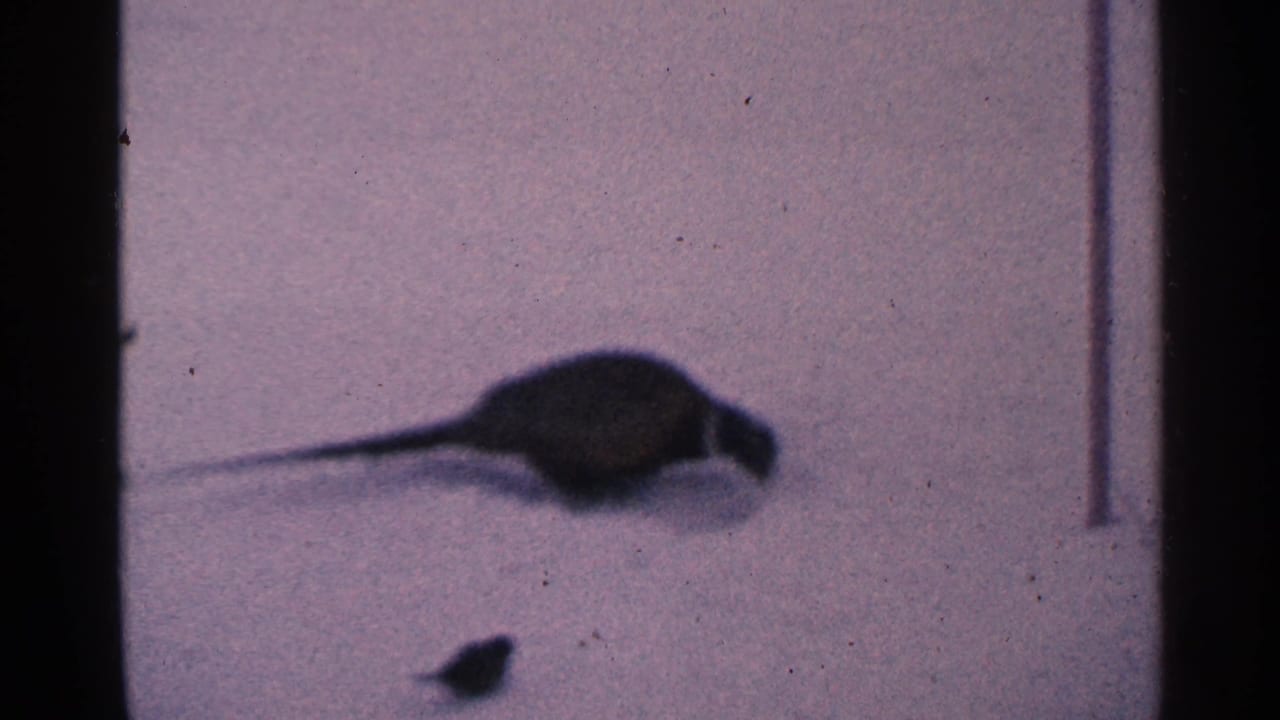 Dark pheasant-like bird and small animal shape on snowy ground.