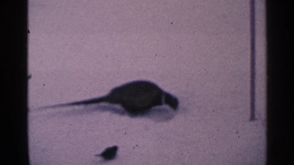 1965 Minnesota 8mm frame showing a dark pheasant-like bird on snow with a small animal shape lower in the frame.