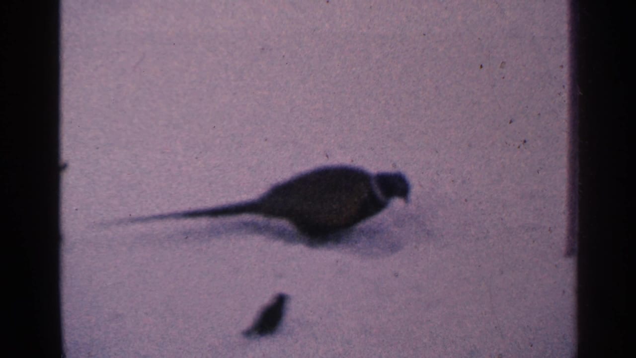 Pheasant-like bird on snow with a small animal lower in frame.