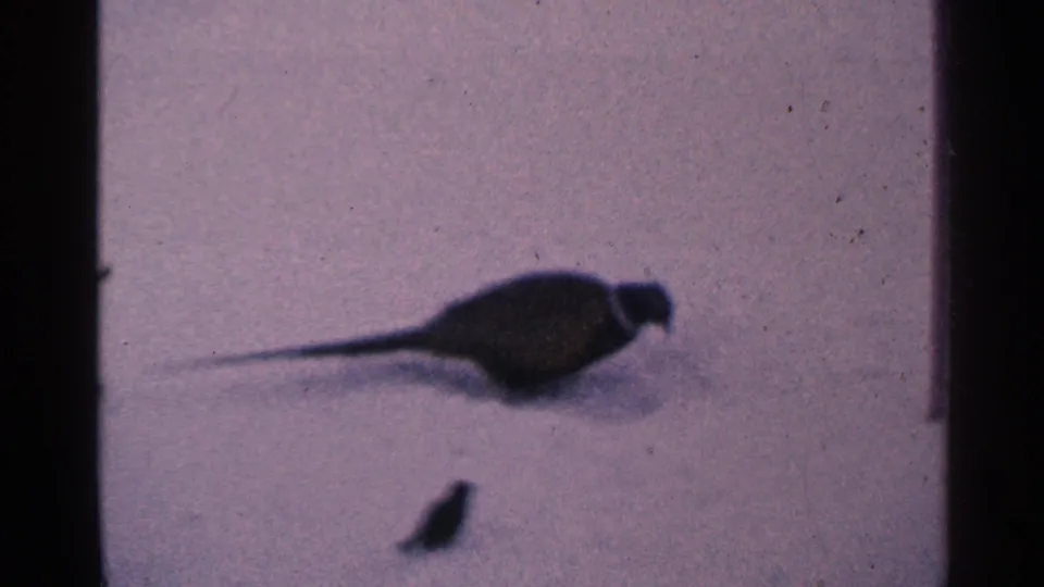 1965 Minnesota home-movie frame with a pheasant-like bird on snow and a small dark foraging animal below it.