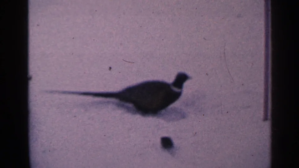 A 1965 Minnesota winter frame shows the bird in profile on snow, with a small dark animal or shadow near the bottom edge.