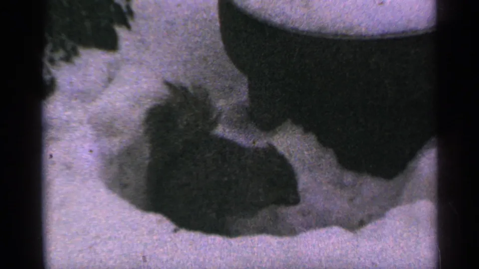 1965 Minnesota 8mm frame showing a small squirrel-like animal foraging in snow near a darker out-of-focus vertical form.