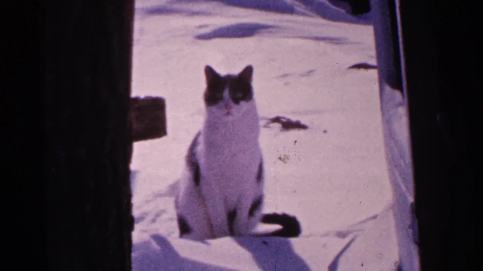 A black and white cat sits calmly in a snowy Minnesota yard in this 1965 8mm home-movie frame.