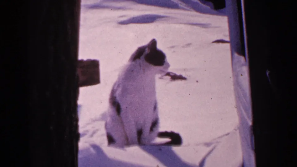 The cat turns slightly in profile while sitting in snow, framed by dark foreground edges in the Minnesota winter yard.