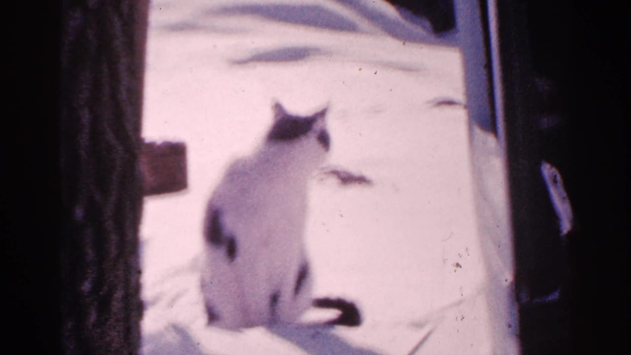 In metadata-supported 1965 Minnesota footage, a black-and-white cat sits alertly in snow near a dark tree trunk.