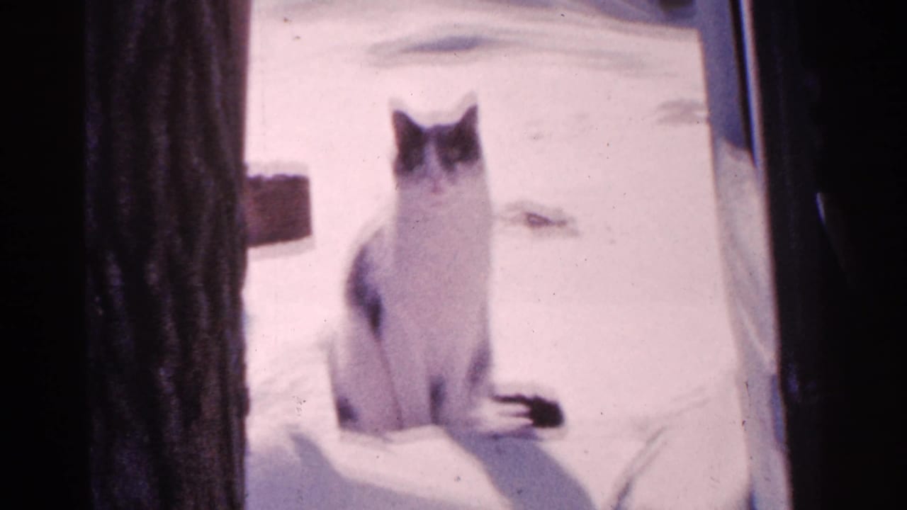 The cat faces the camera from a snowy yard, framed by dark tree or doorway edges in 1965 Minnesota home-movie footage.