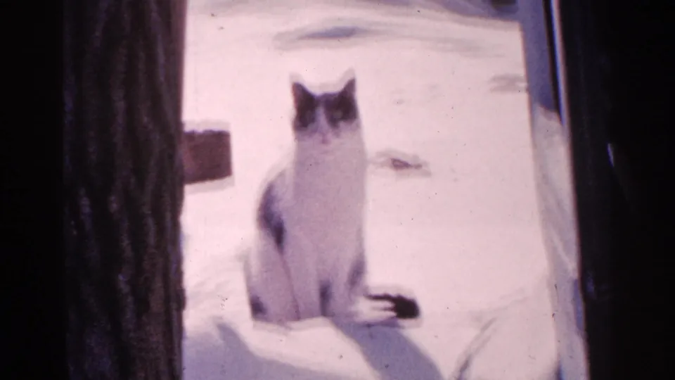 The cat faces the camera from a snowy yard, framed by dark tree or doorway edges in 1965 Minnesota home-movie footage.