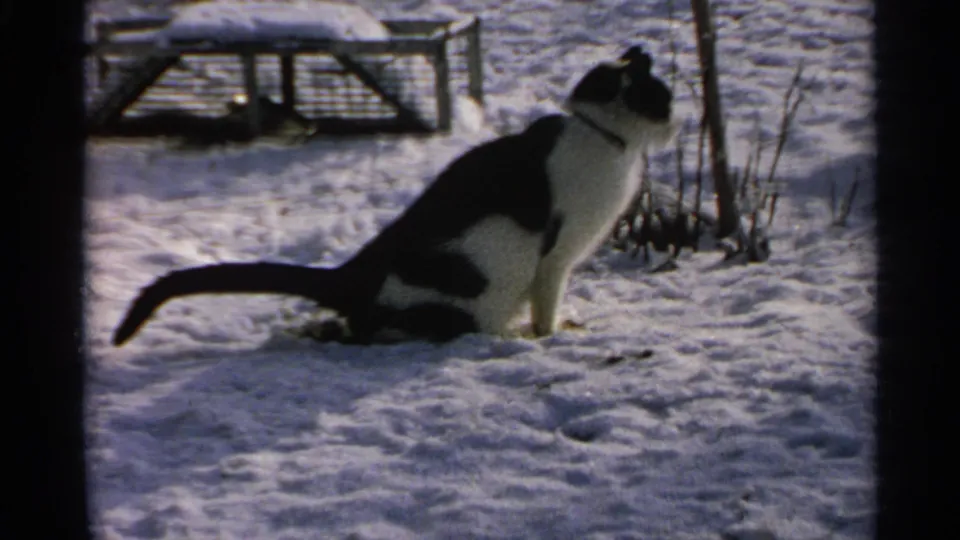 A black-and-white cat sits alert in the snow in the Minnesota winter scene, near a tree and a low outdoor object.