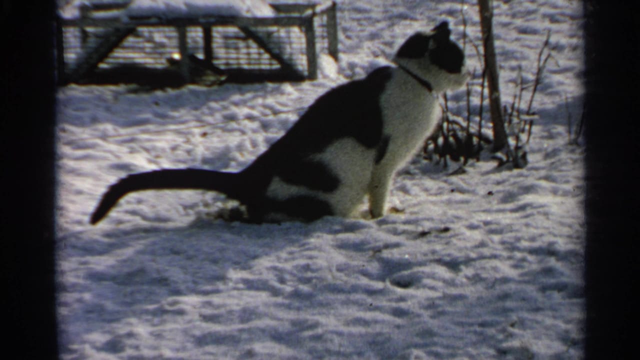 In 1965 Minnesota home-movie footage, a black-and-white cat sits upright on snow near a low fence and dormant plants.