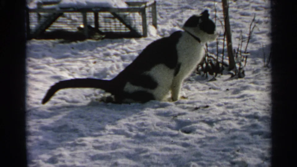 In 1965 Minnesota home-movie footage, a black-and-white cat sits upright on snow near a low fence and dormant plants.