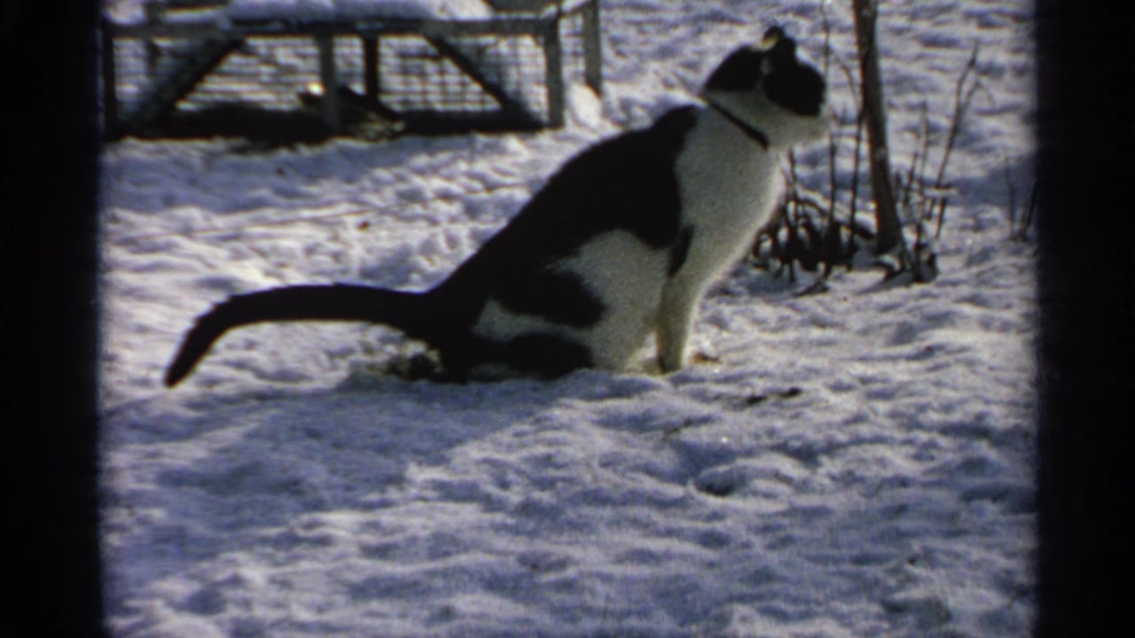 The cat sits tensely in the snowy Minnesota yard, looking toward something outside the frame beside a simple fence.