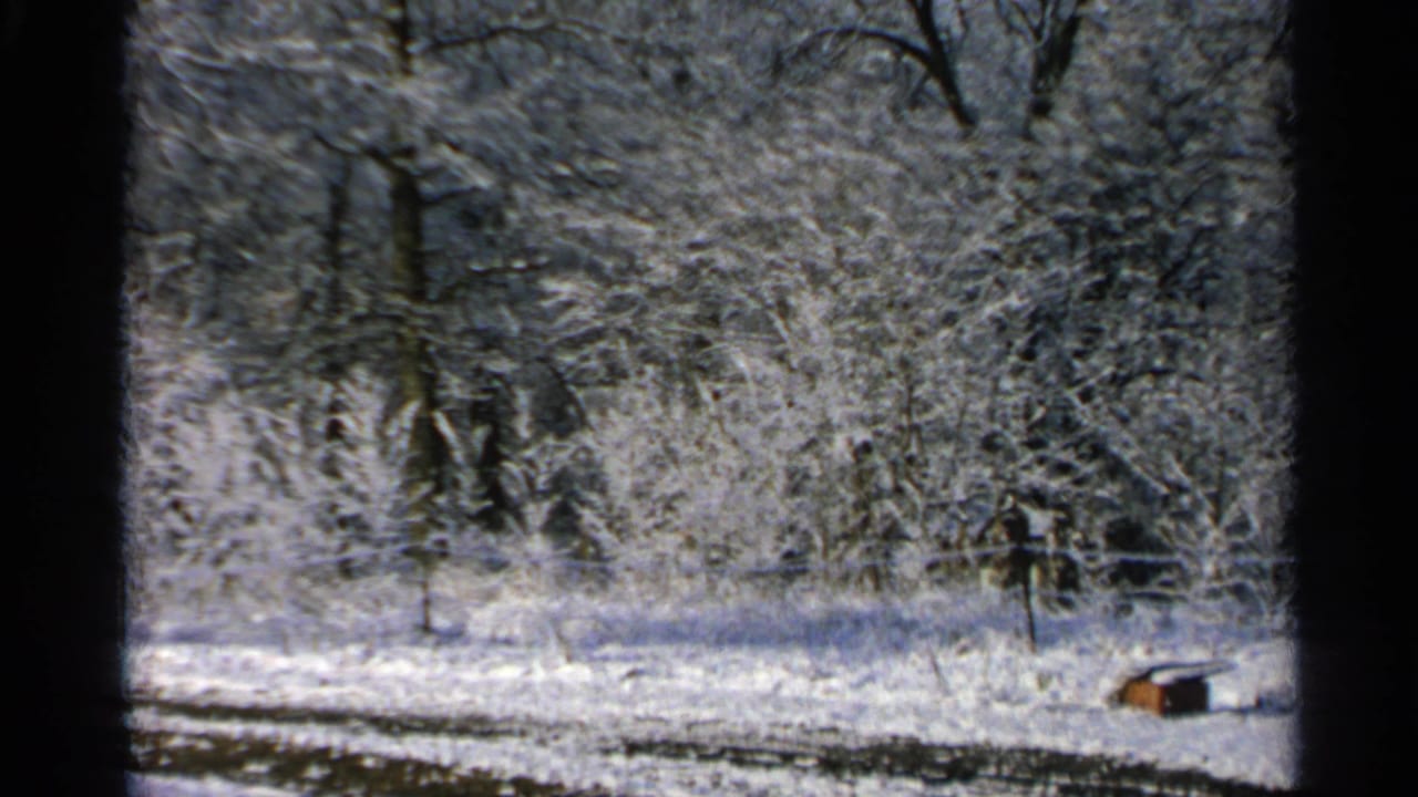1965 Minnesota winter woods with snow on branches, a faint fence line, posts, and a small low object near the right edge.
