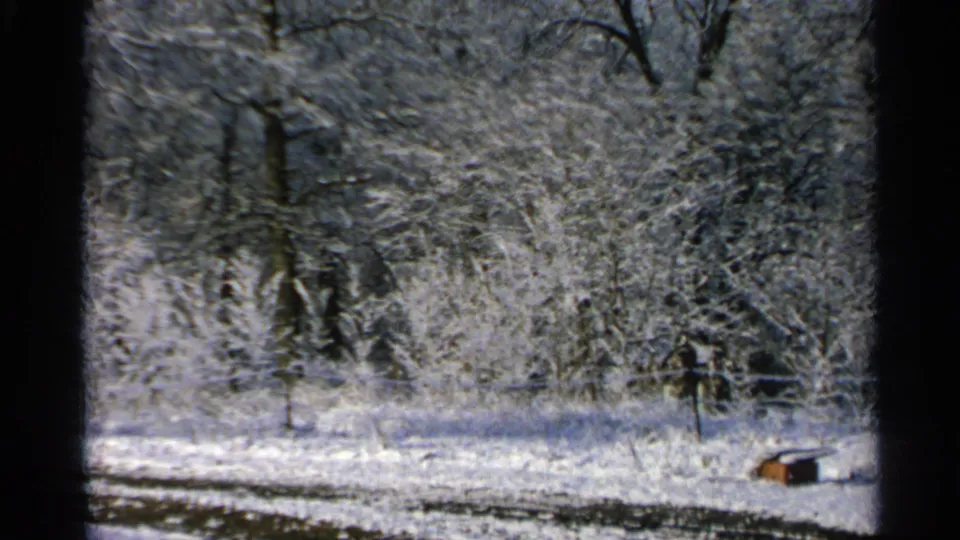 1965 Minnesota winter woods with snow on branches, a faint fence line, posts, and a small low object near the right edge.