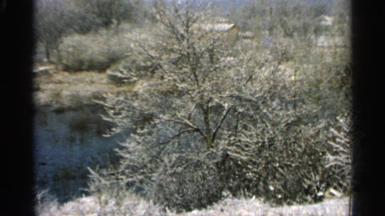 1965 Minnesota 8mm frame showing snow-coated trees and brush near a river or frozen waterway.