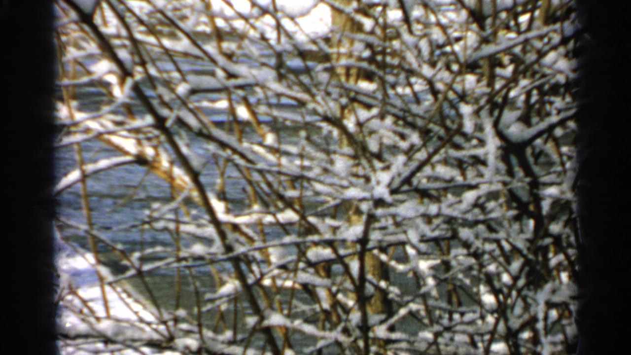 Close view of frost-coated bare branches in Minnesota, with a winter waterway visible through the foliage.