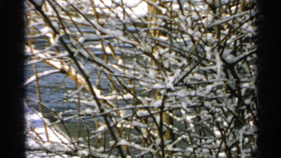 Close view of frost-coated bare branches in Minnesota, with a winter waterway visible through the foliage.