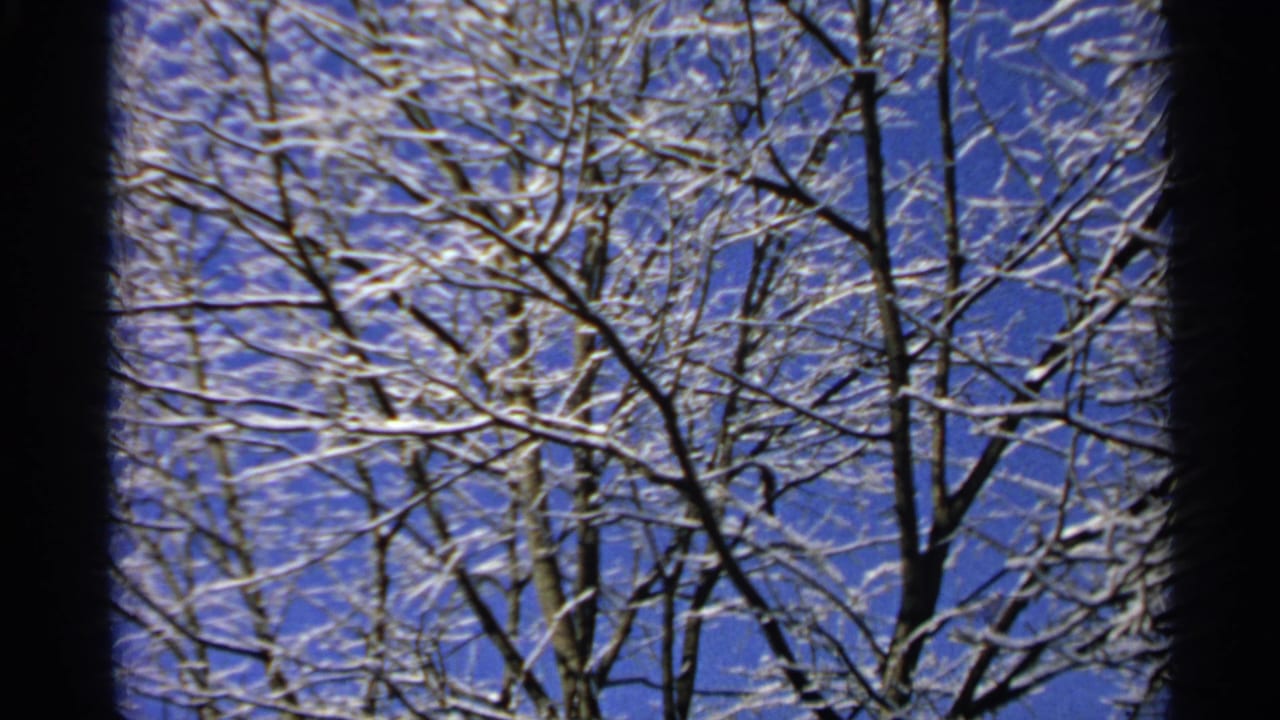 Snow-covered bare tree branches against a deep blue winter sky.