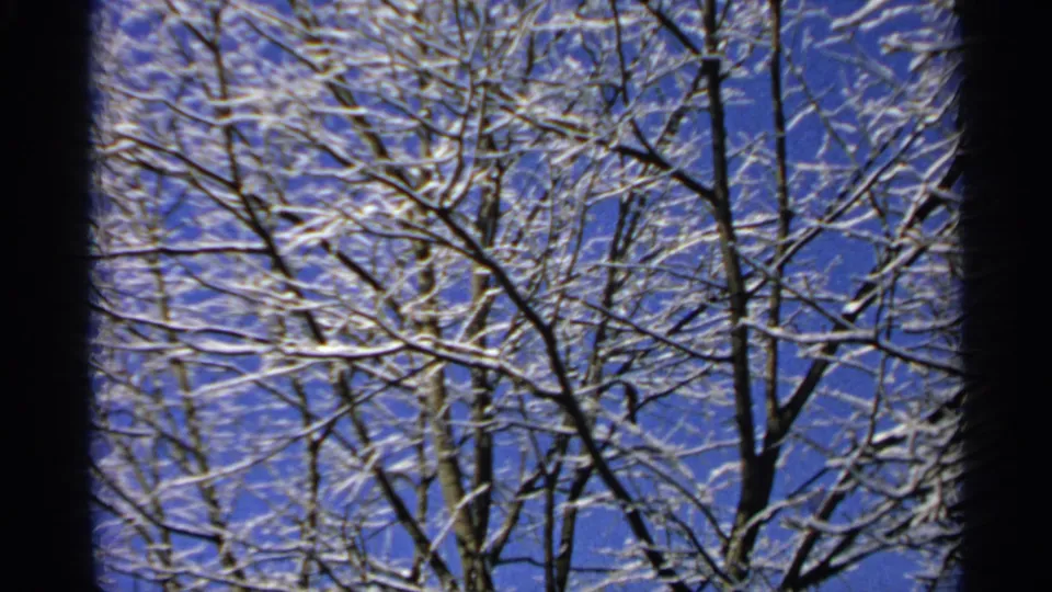 1965 Minnesota 8mm frame showing snow-laden bare branches silhouetted against a clear blue winter sky.