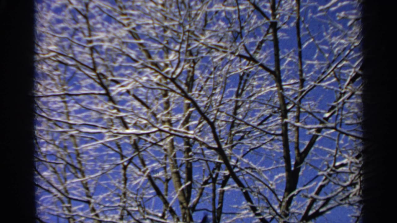 1965 Minnesota home-movie frame with snow-covered branches and dark tree trunks under a clear winter sky.