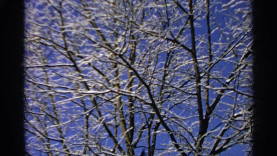 1965 Minnesota home-movie frame with snow-covered branches and dark tree trunks under a clear winter sky.