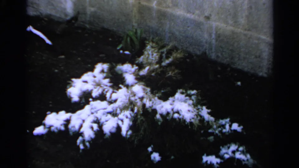 1965 Minnesota home-movie frame focused on a low snow-covered bush, dark garden soil, small plants, and a concrete wall.