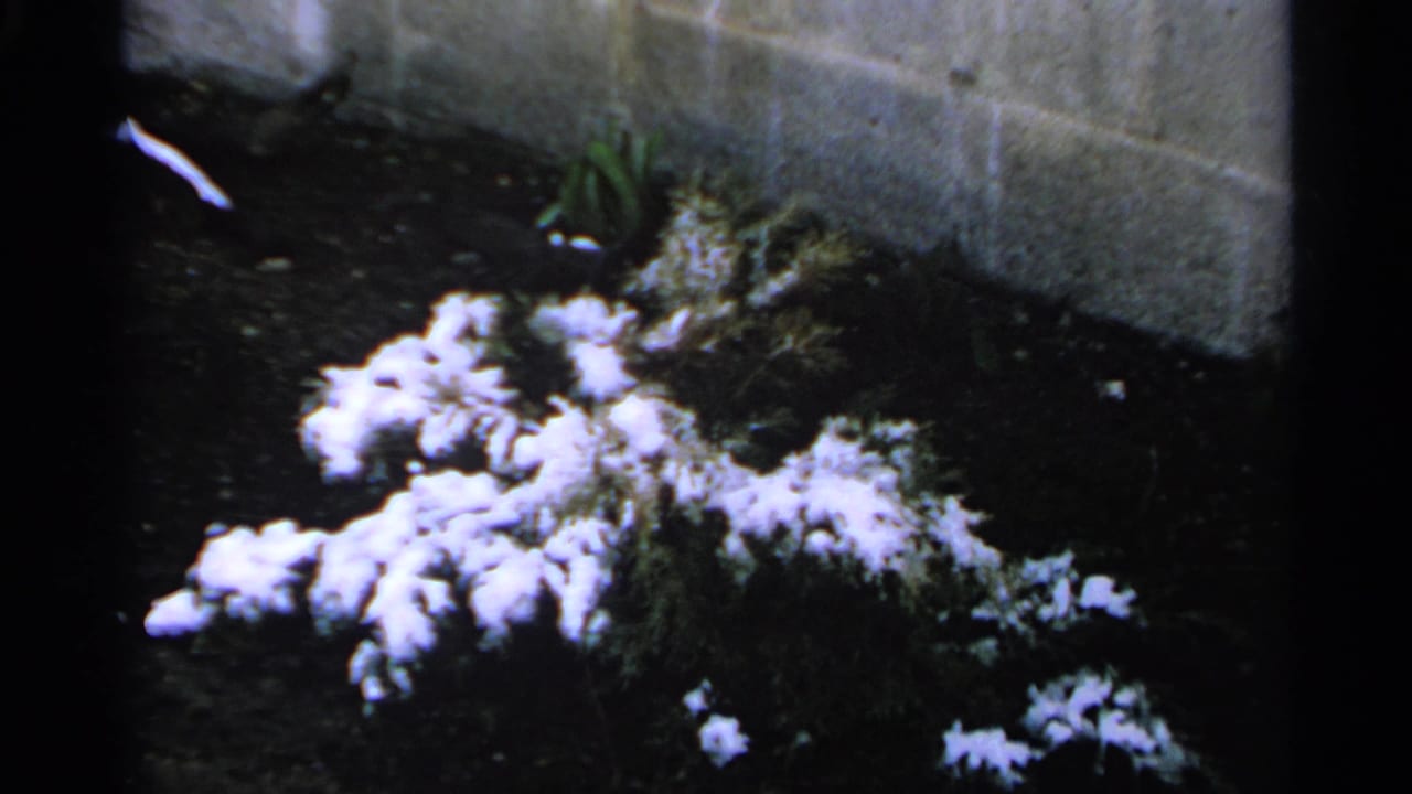 Patchy snow on low shrubs beside a concrete block wall and dark soil.