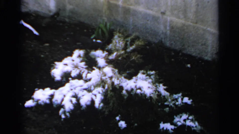 1965 Minnesota 8mm frame showing first snow resting on low shrubs near a concrete block wall in a residential yard.