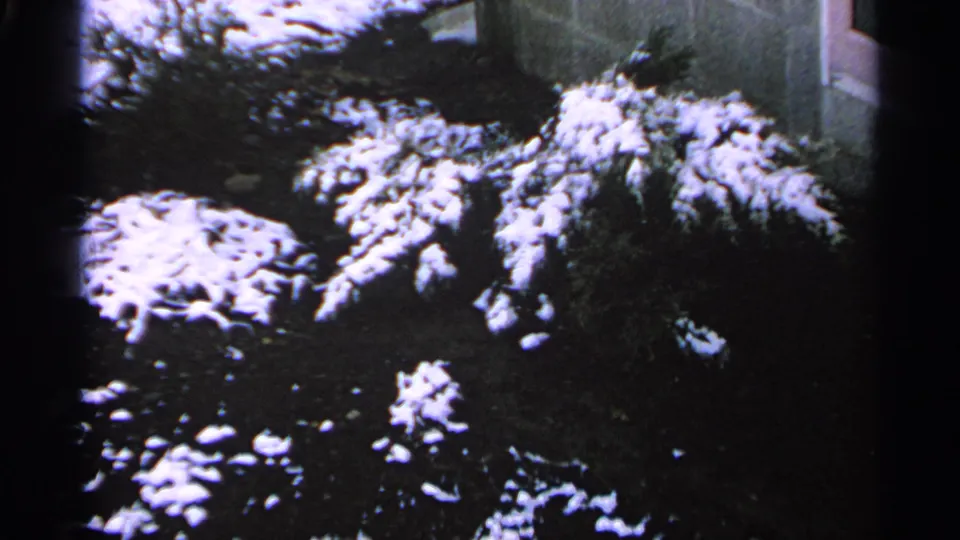 Minnesota 1965 8mm frame of low yard plantings with fresh snow scattered across foliage and soil.