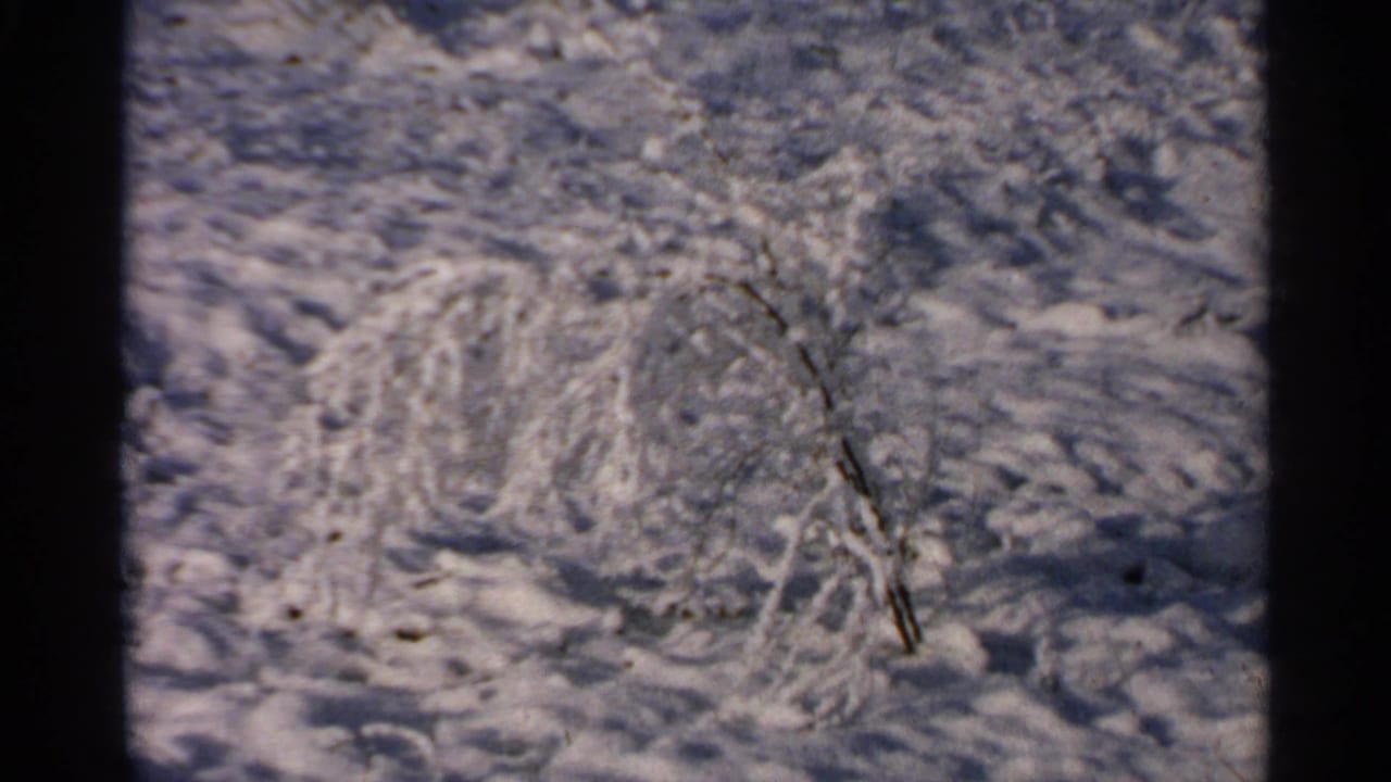 Snowy bush and uneven snow surface seen through an 8mm frame.