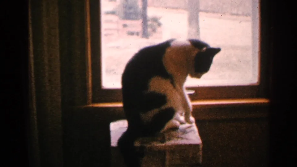 A black-and-white cat sits on a small table beside an indoor window in a 1965 Minnesota home-movie frame.